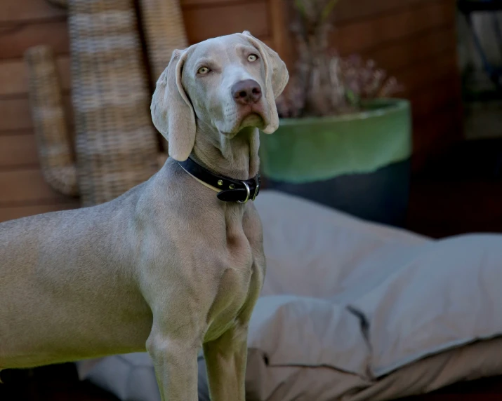 a gray dog is standing on top of a pillow