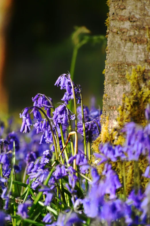 a group of blue flowers with moss growing in it