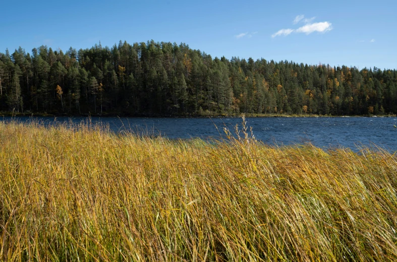 there are trees and bushes near the water