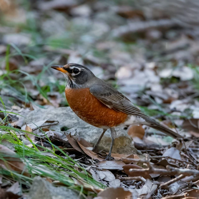 a red ed bird on the ground with leaves