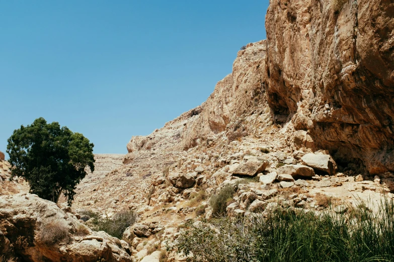 a hill side with a tree in the middle