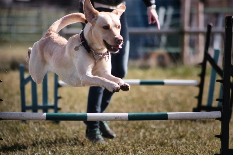 there is a dog jumping over a track