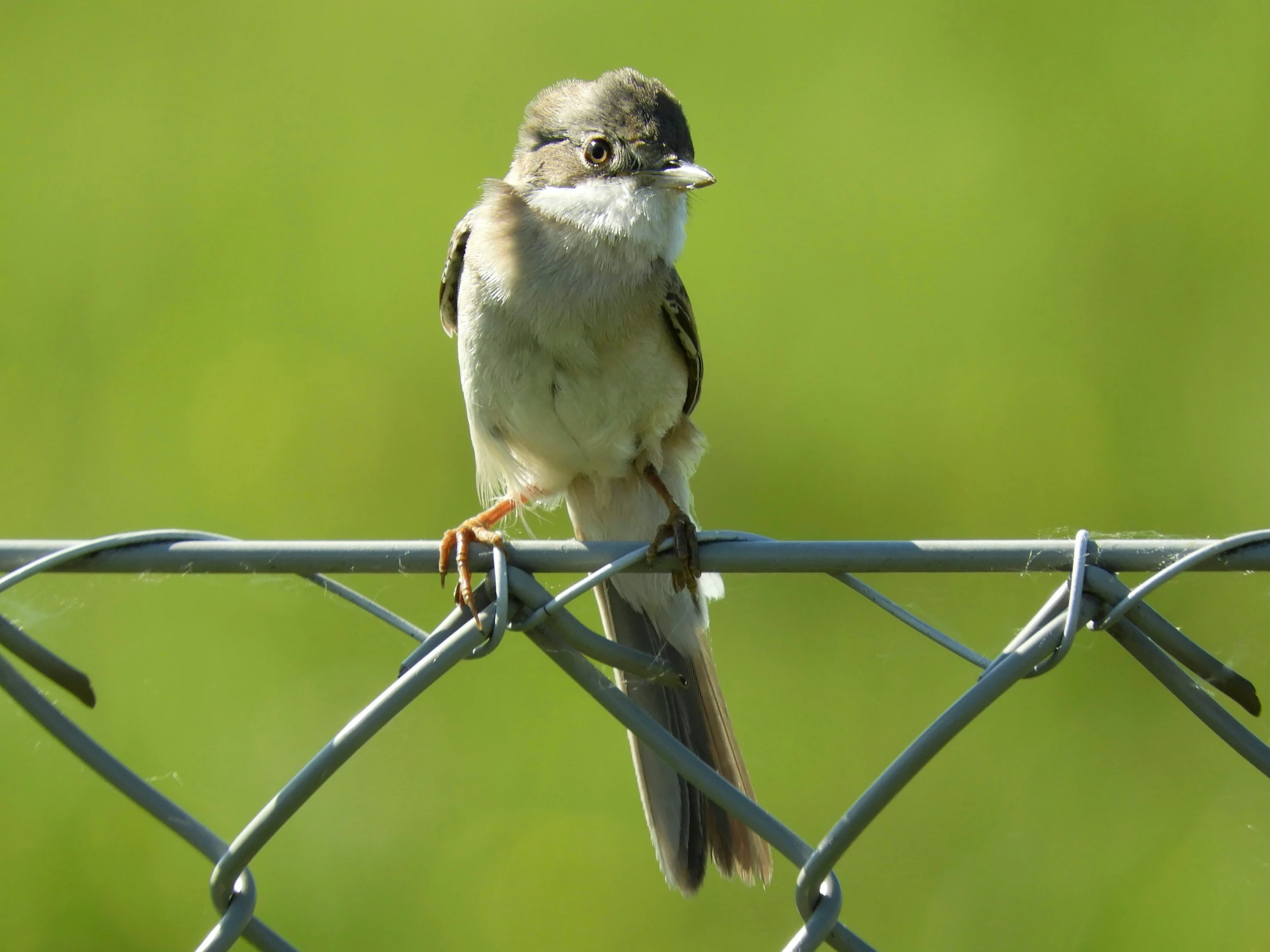 a small bird sitting on top of a wire fence