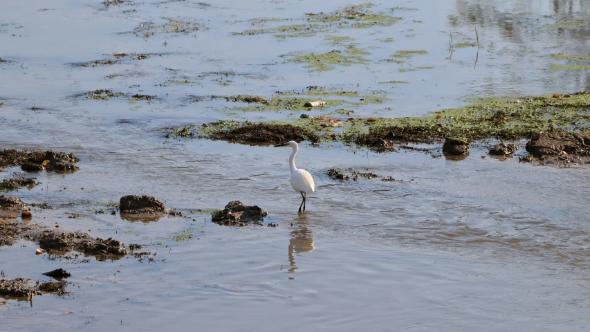 a bird wading in a shallow pool of water