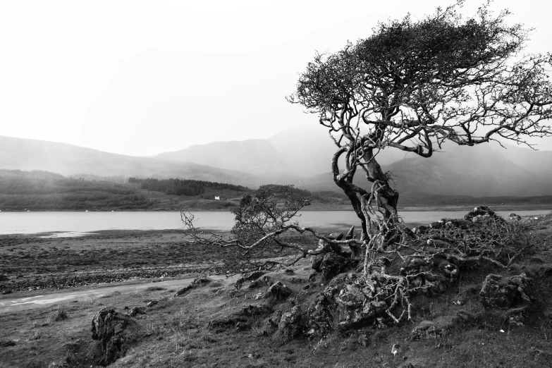 a large tree that is standing in the dirt