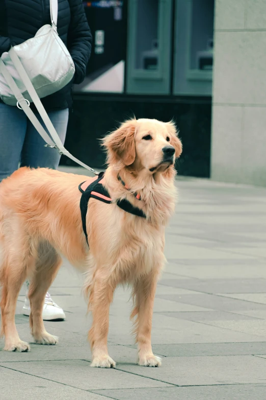 a dog is wearing a leash and waiting on a sidewalk