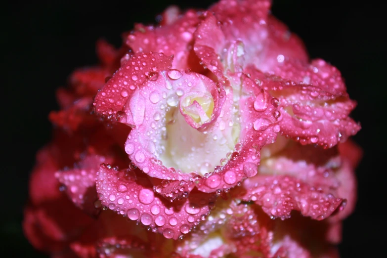 close up po of pink and white flower covered in water droplets