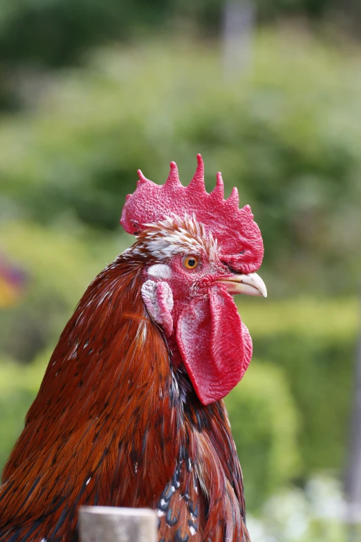 a rooster is looking over a fence