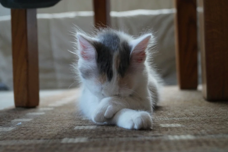 a cat that is laying under some chairs