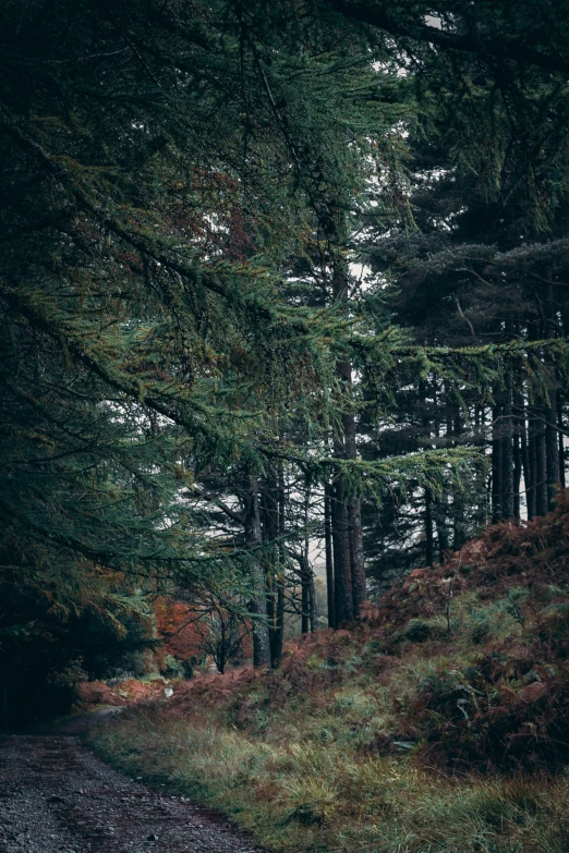 a very big pretty forest with a bunch of trees