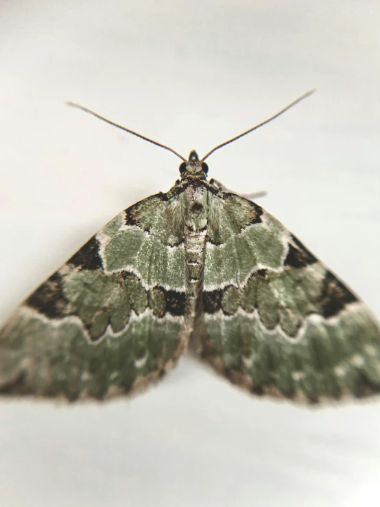 a light gray and black moth with small white dots