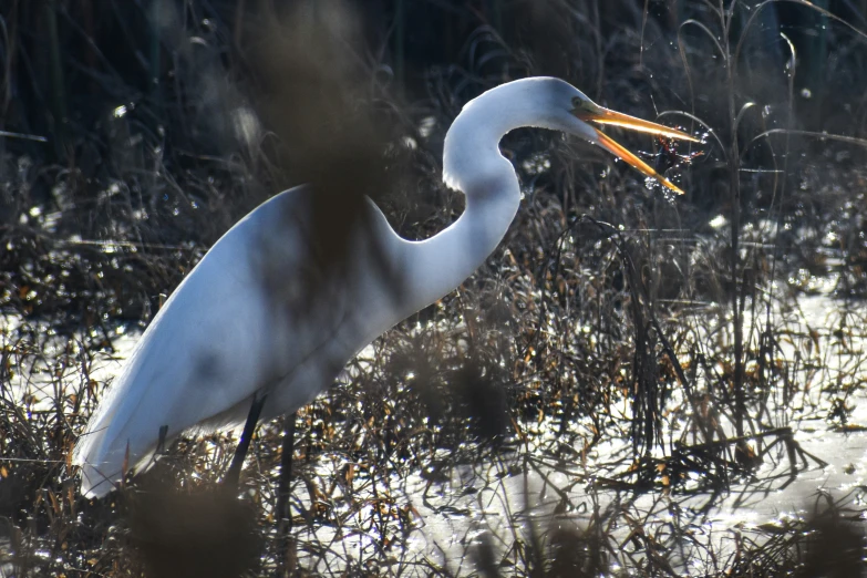 a bird with an orange beak eats an insect in its mouth