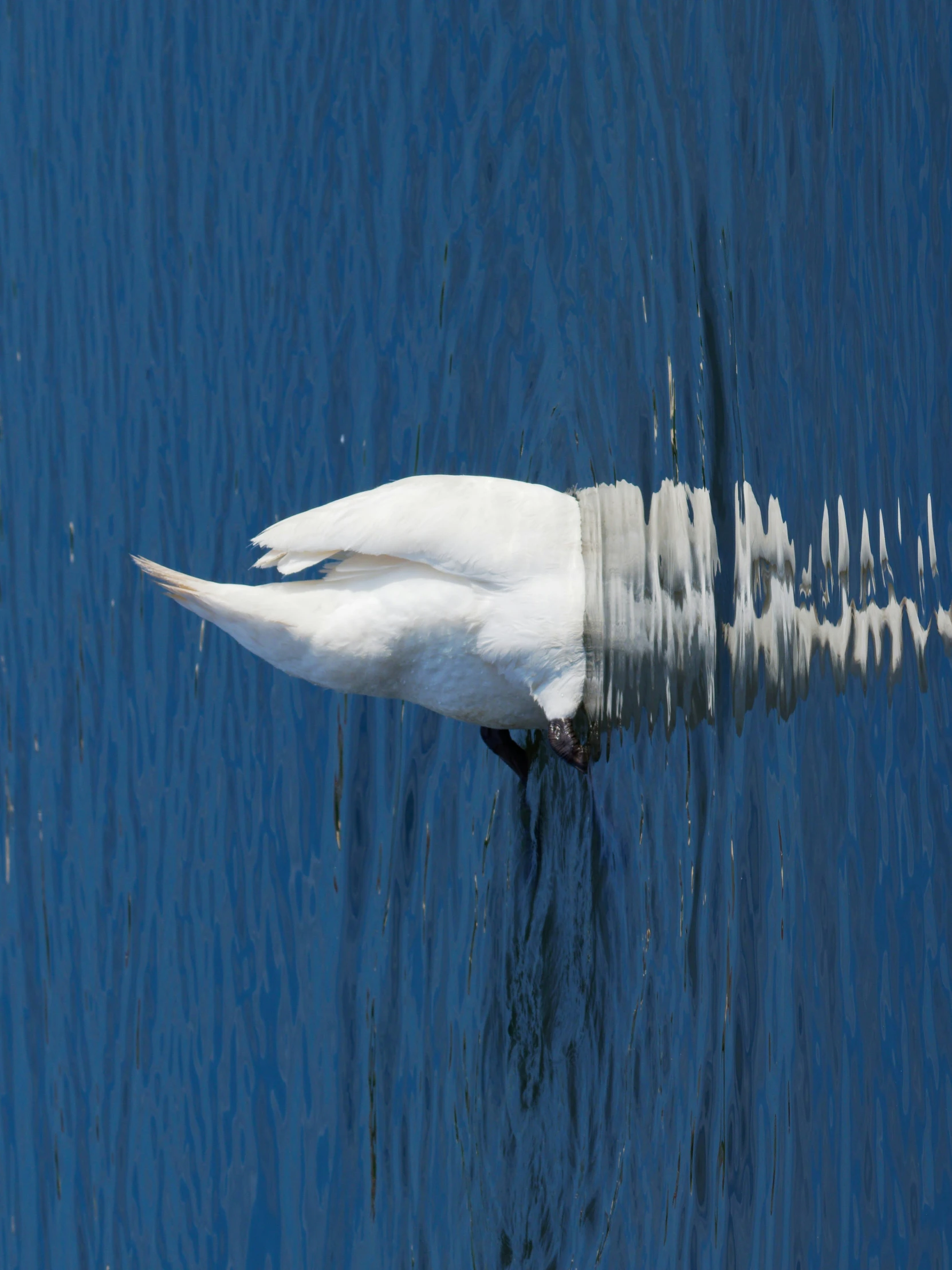 a swan glides across a body of water