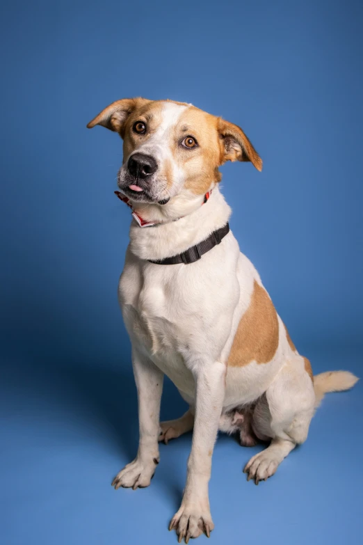 a dog on a blue background, looking up