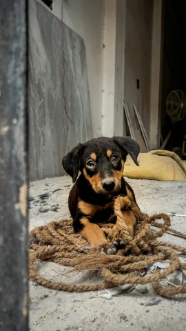 a small dog laying on the ground with some rope