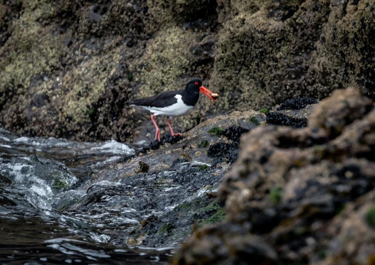 a bird walking on rocks near water