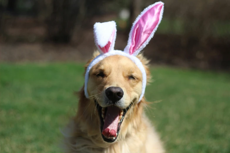 a golden retriever with a bunny ears on