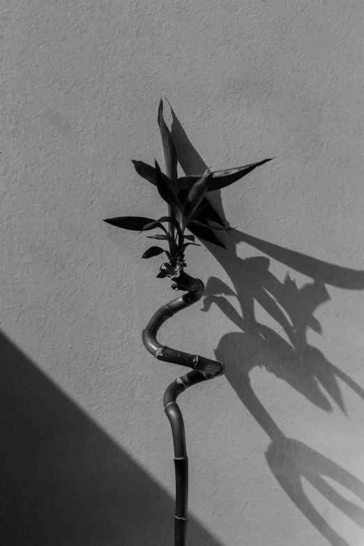 the shadow of a bamboo plant in black and white
