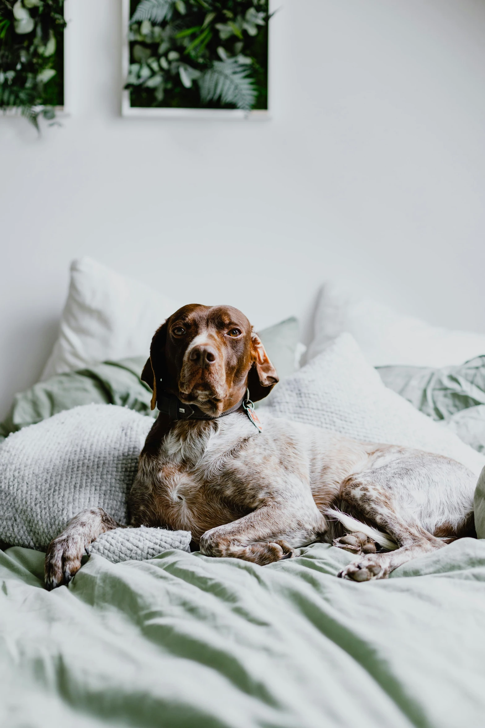 brown dog laying on green sheets in bedroom