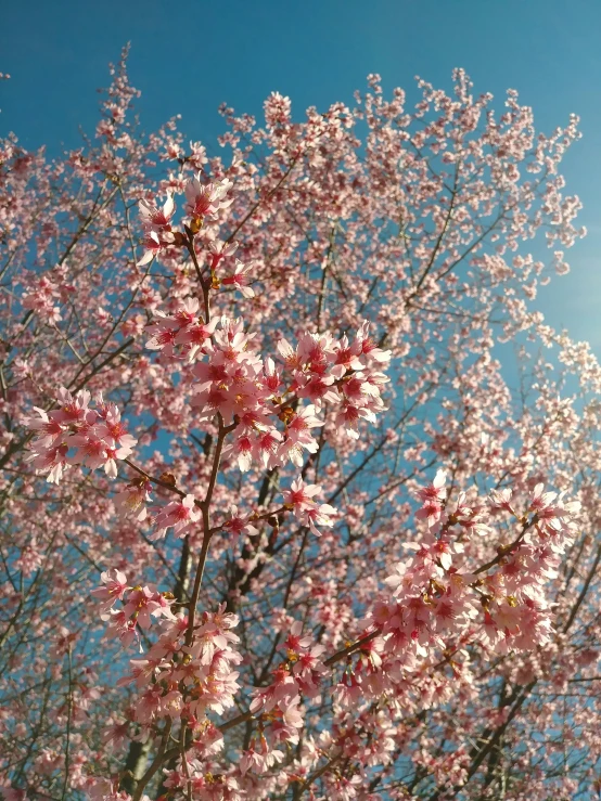 the pink flowers are in bloom and on the tree