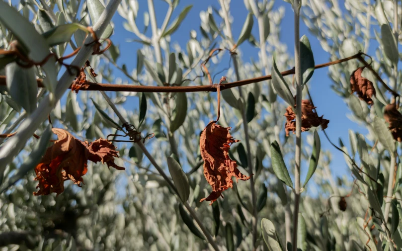 dead leaves of olive tree on sunny day