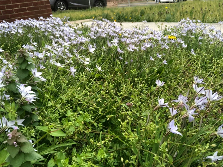 a bunch of flowers on a lawn outside