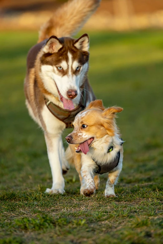 a dog runs towards another dog that is wearing a leash