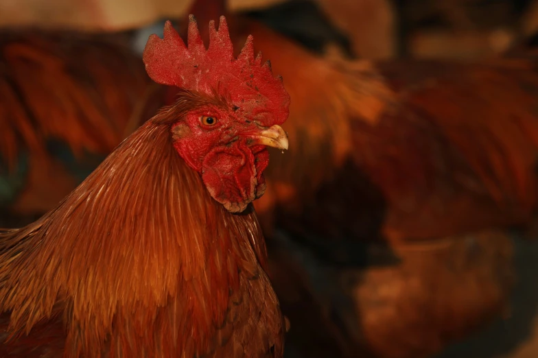 some red chickens and a white chicken in a barn