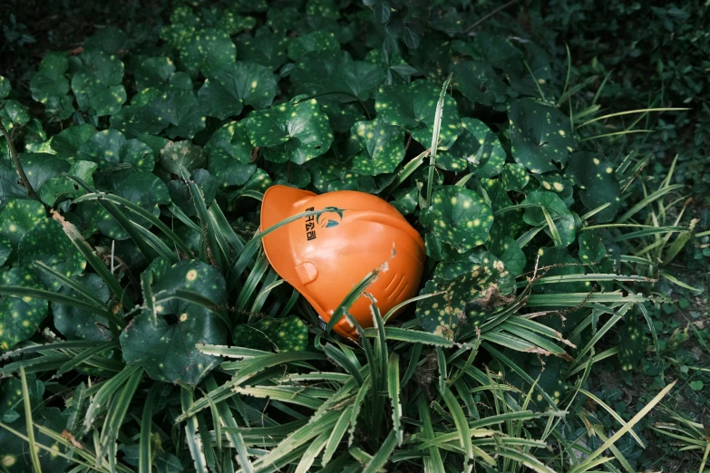 an orange heart lying in a bush with no leaves on it