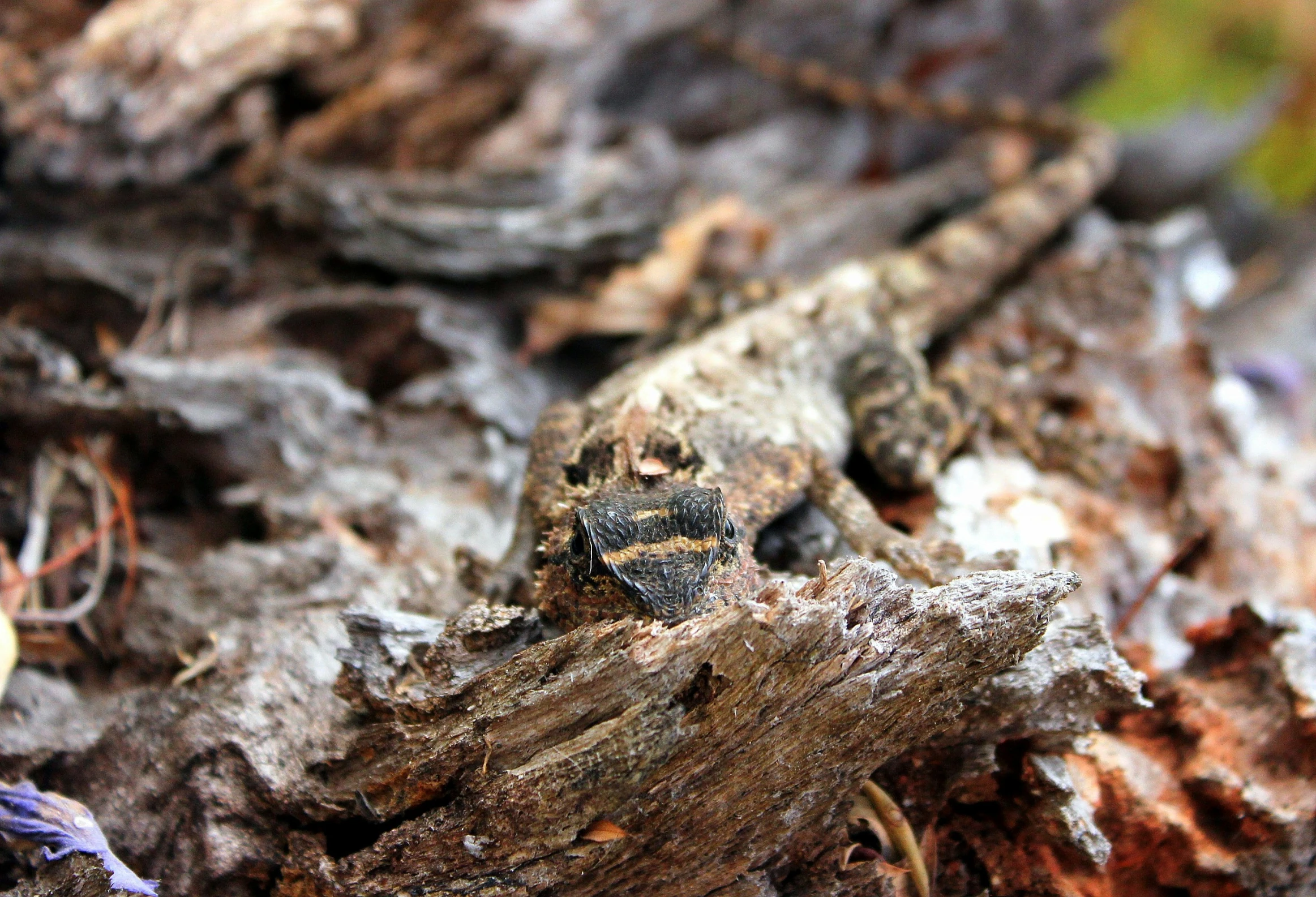 a small lizard sitting on a tree nch