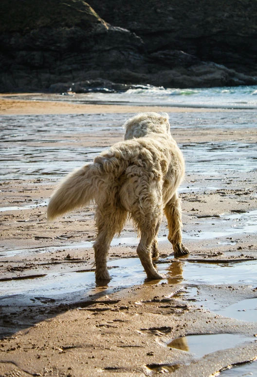 an image of a dog that is on the beach