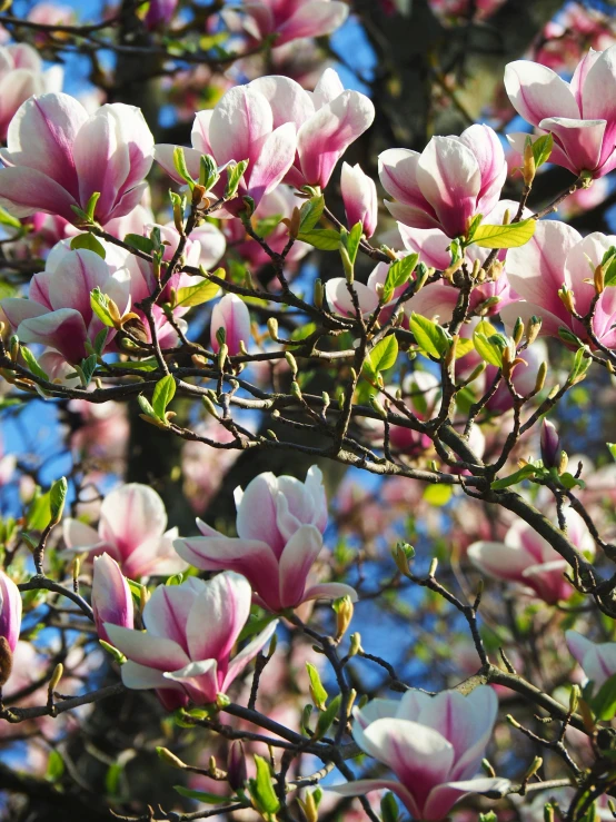 white and pink flowers are blooming in the sunlight