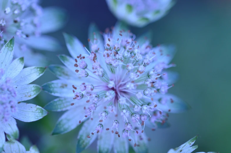 a close up of a blue flower that has leaves