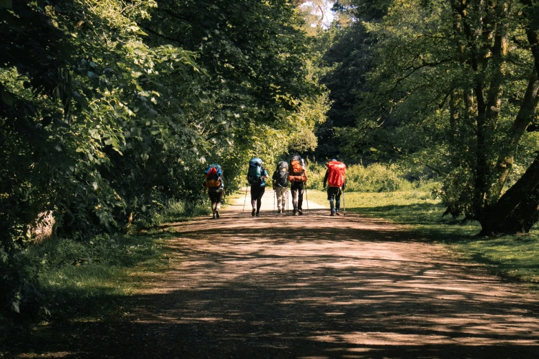 the group of people are walking in the woods