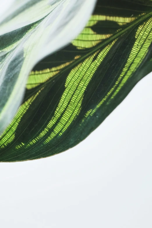 the leaf has a beautiful pattern on it