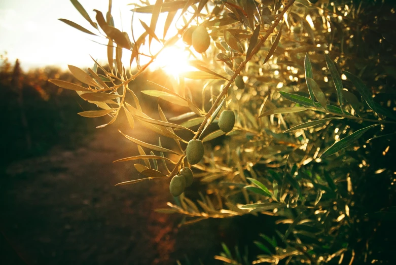 an olive tree in front of a sunset and the sun