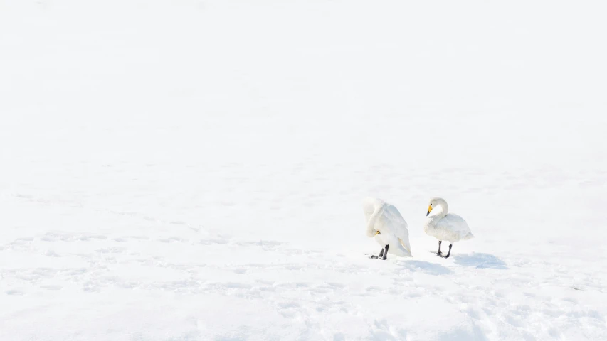 two white swans stand in the snow facing one another