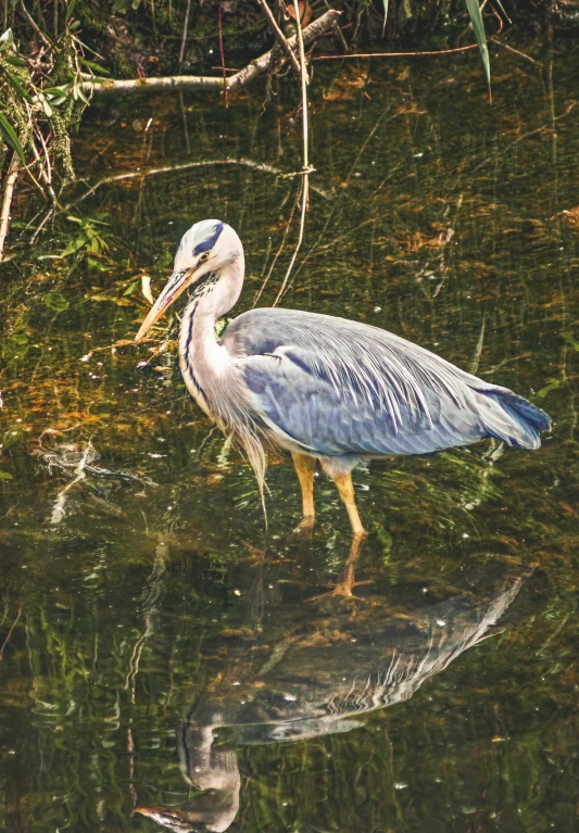 a bird is standing in the water with a fish in it's mouth