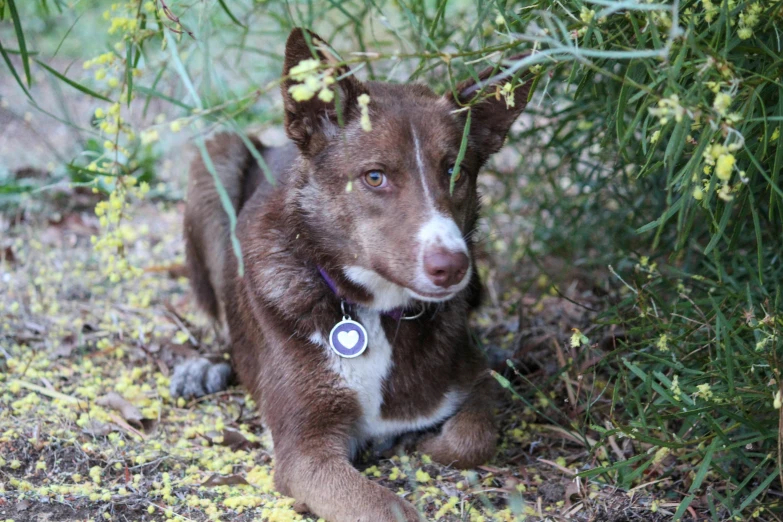 a brown and white dog sitting in the grass near green leaves