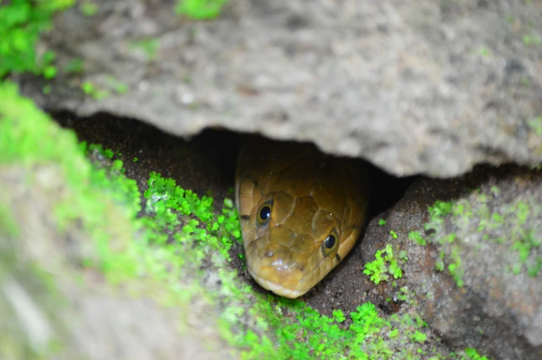 a snake with blue eyes hiding in some mossy rock