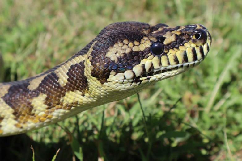 a close up of a snake's head with its tongue out