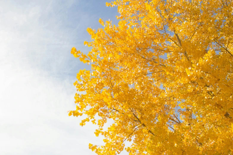 the bright yellow leaves are spread across a clear blue sky