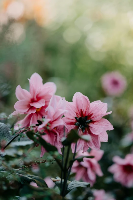 the pink flowers are blooming in the garden