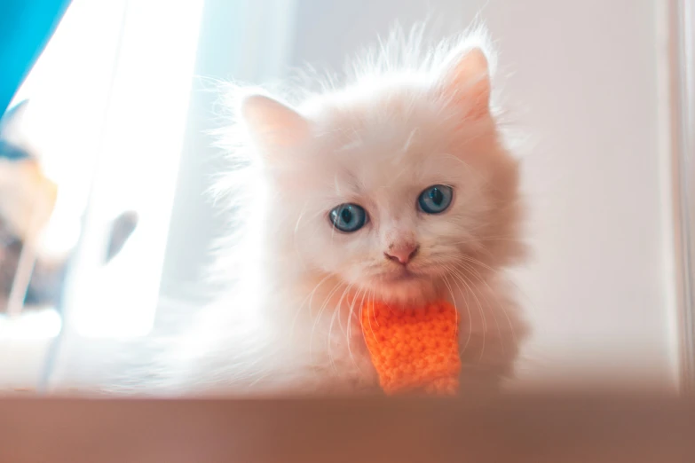 the kitten is eating the carrot with it's front paws