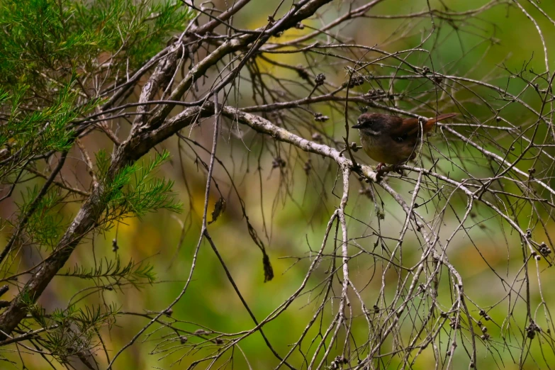 bird sitting in a tree limb with another nch sticking out from it