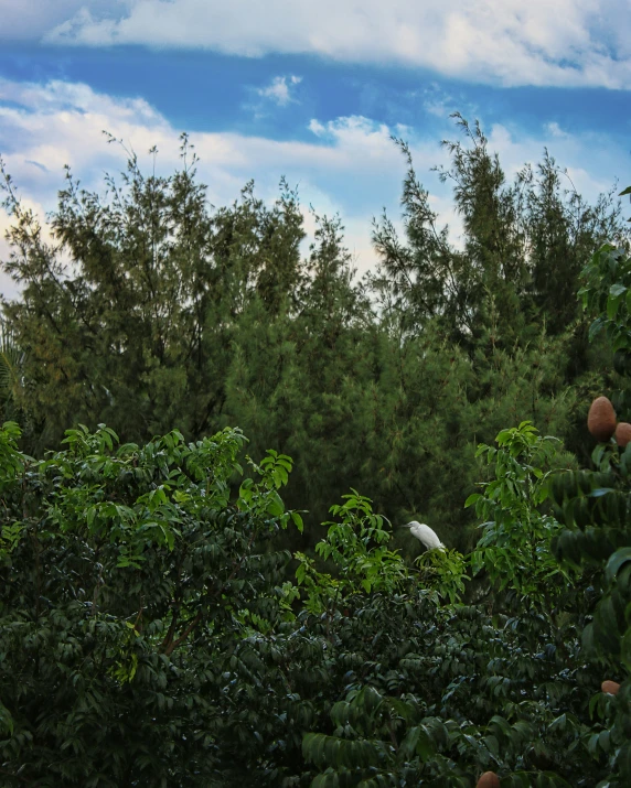 trees in a forest with a crane in the middle