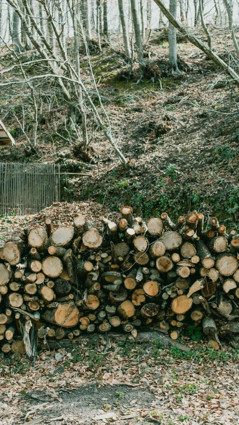 a stack of logs is placed beside trees