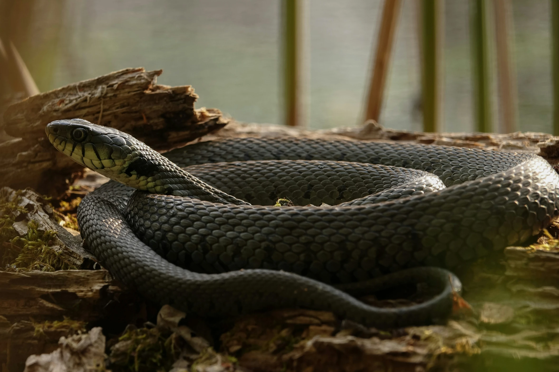 a black and gray snake on some wood