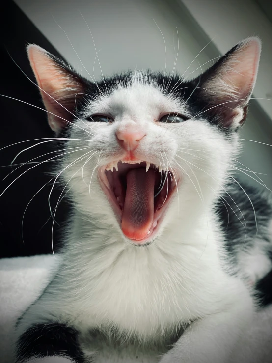 the black and white cat has his mouth wide open