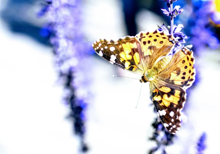 a erfly sits on purple flowers in a garden